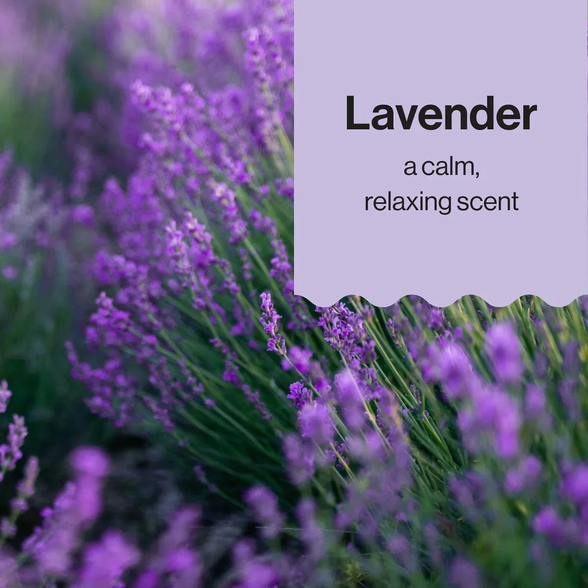 The Honest Company Calm Bubble Bath - Lavender - 12 fl oz: Paraben-Free, Sensitive Skin, Liquid, Refillable